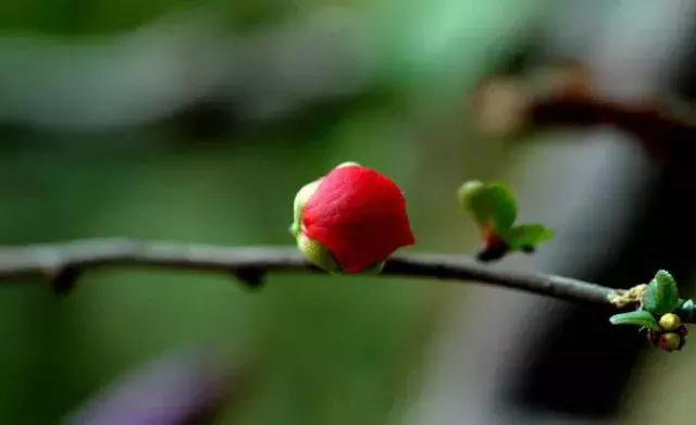 二十四节气惊蛰是哪一天,二十四节气惊蛰怎么画