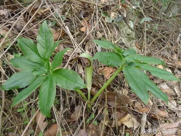 今年中药材普遍行情分析,未来药材走势行情