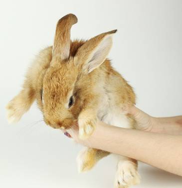 我家毛球最好抱了！不过该怎么抱？