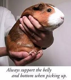 我家毛球最好抱了！不过该怎么抱？