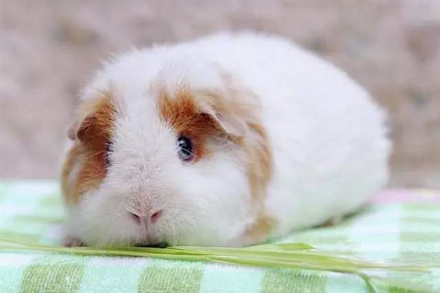 我家毛球最好抱了！不过该怎么抱？