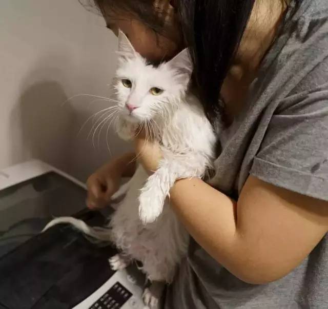 我家毛球最好抱了！不过该怎么抱？