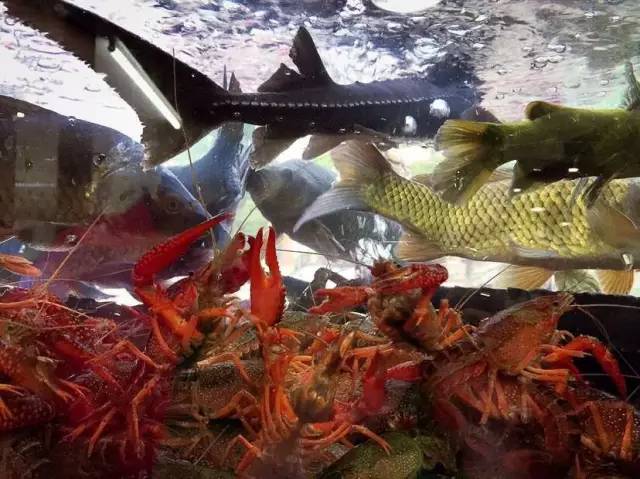 宁波镇海十大必吃馆子,宁波本地人吃的馆子