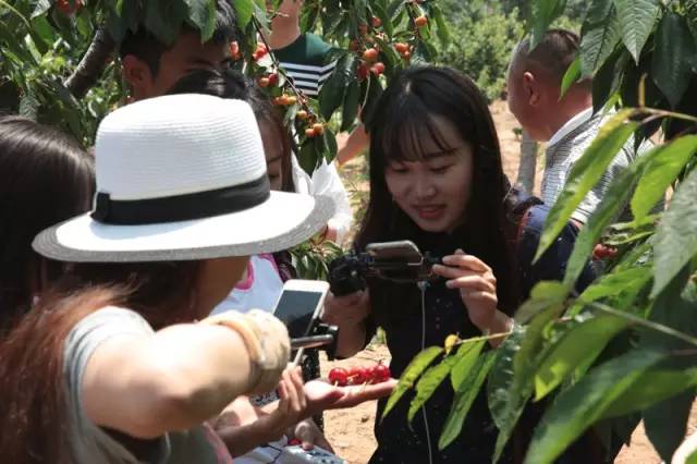山东烟台大樱桃基地直播,烟台大樱桃基地直播