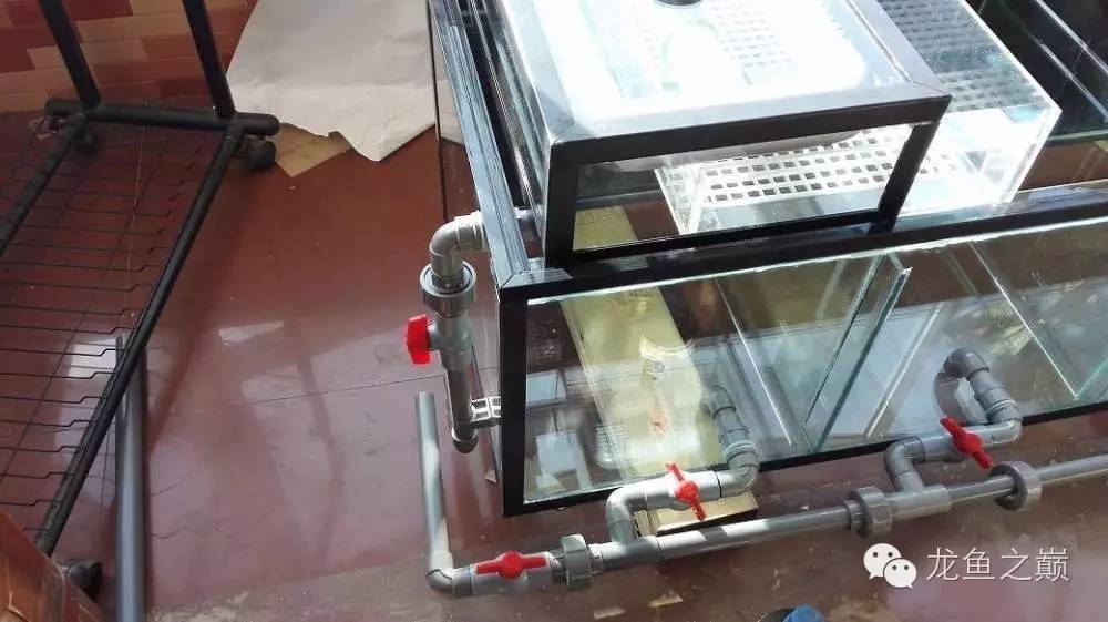 超级白，超会做，这才叫养鱼！