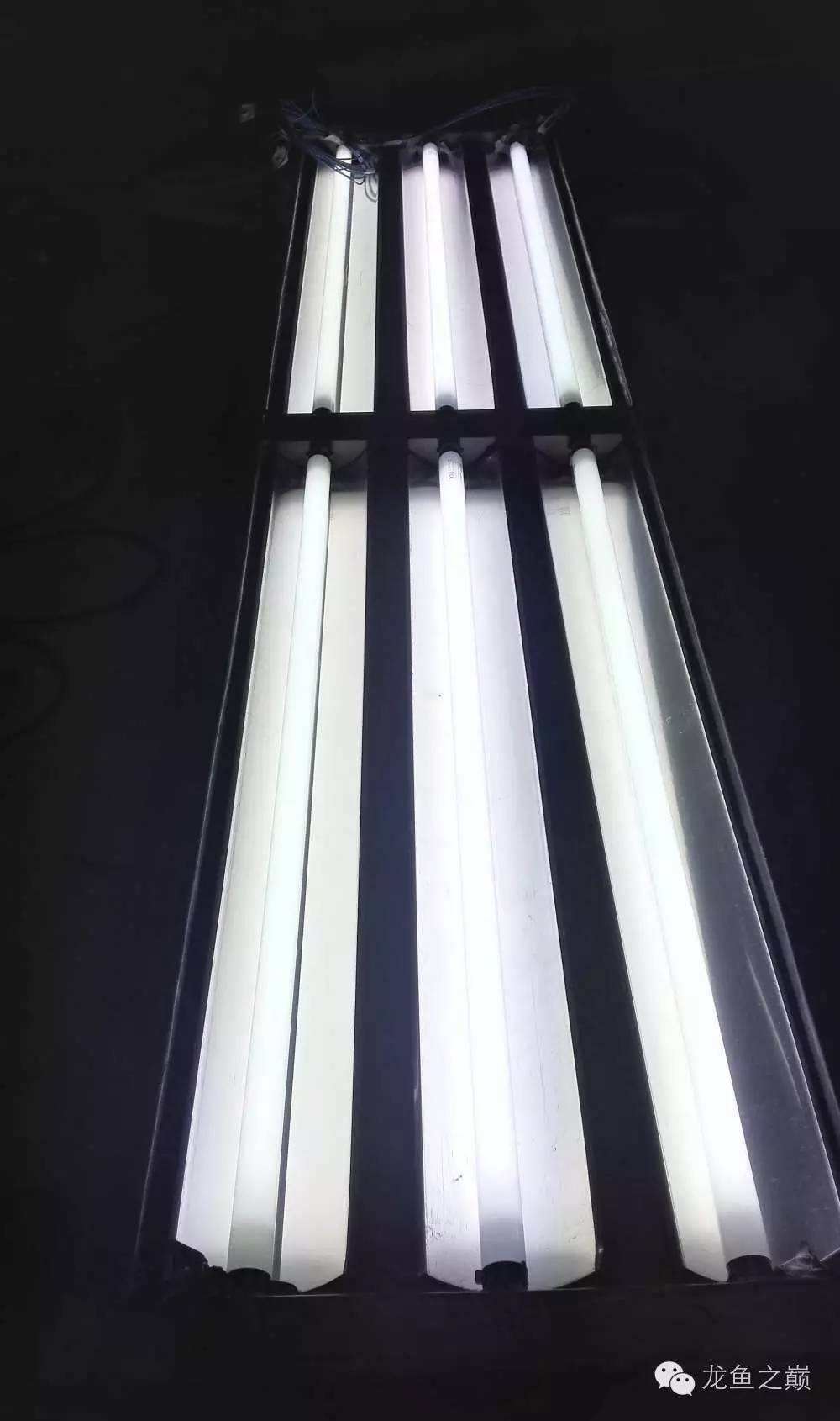 超级白，超会做，这才叫养鱼！