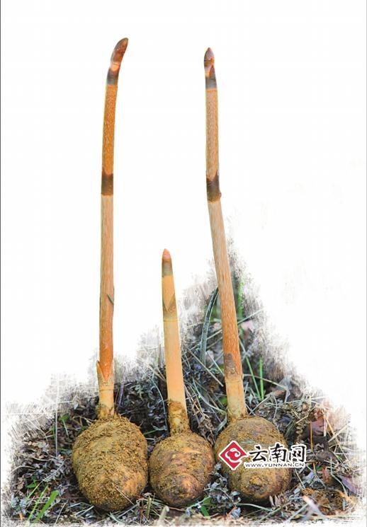 出名的昭通天麻,昭通鲜天麻野生和养殖的区别