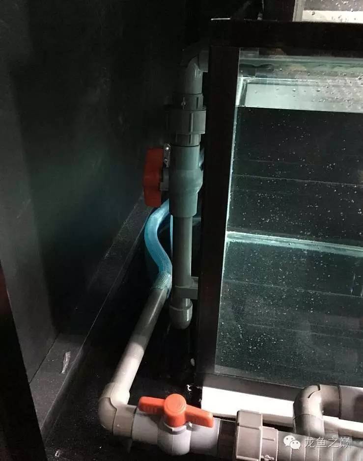 超级白，超会做，这才叫养鱼！