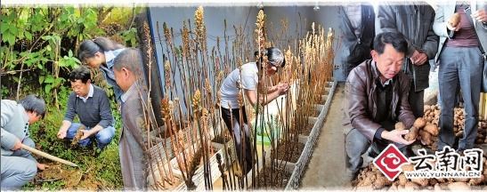 出名的昭通天麻,昭通鲜天麻野生和养殖的区别