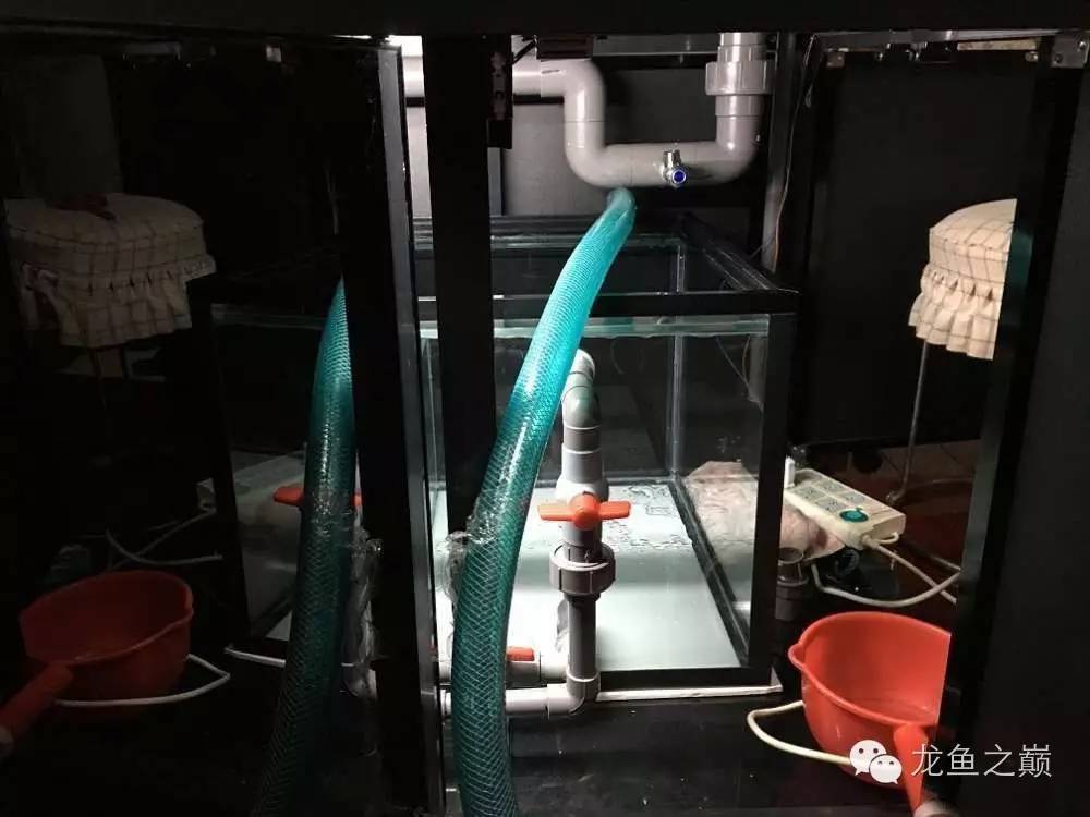 超级白，超会做，这才叫养鱼！