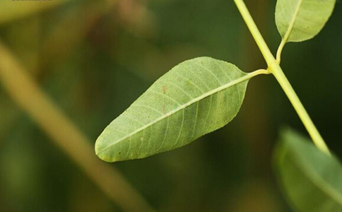 罗布麻茶泡水喝的功效及禁忌,罗布麻叶的功效与禁忌