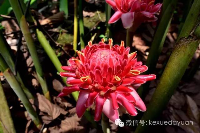 西双版纳热带雨林最有特点的树木,版纳原始森林雨林