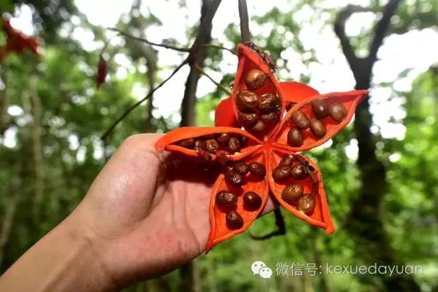 西双版纳热带雨林最有特点的树木,版纳原始森林雨林
