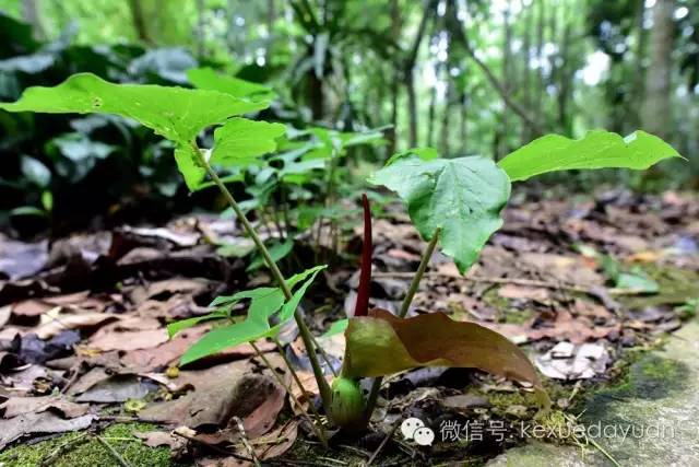 西双版纳热带雨林最有特点的树木,版纳原始森林雨林