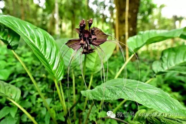 西双版纳热带雨林最有特点的树木,版纳原始森林雨林