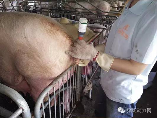 技术警惕！夏季母猪产后流脓增多，需紧急预防处理