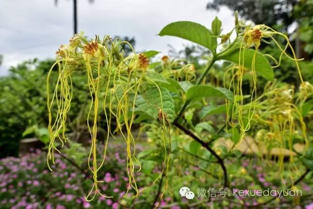西双版纳热带雨林最有特点的树木,版纳原始森林雨林