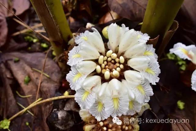 西双版纳热带雨林最有特点的树木,版纳原始森林雨林