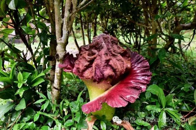 西双版纳热带雨林最有特点的树木,版纳原始森林雨林