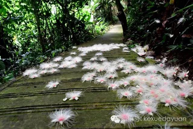 西双版纳热带雨林最有特点的树木,版纳原始森林雨林