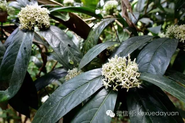 西双版纳热带雨林最有特点的树木,版纳原始森林雨林