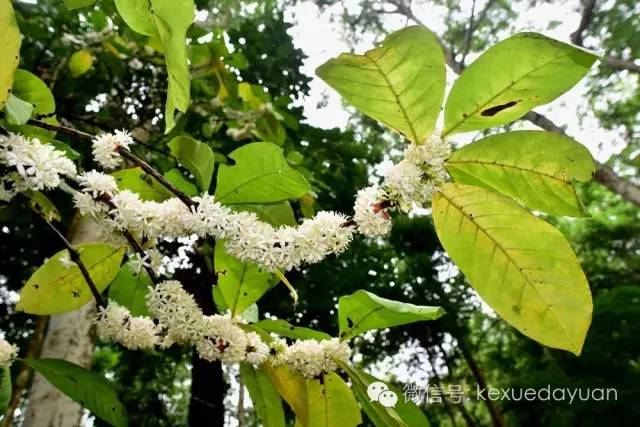 西双版纳热带雨林最有特点的树木,版纳原始森林雨林