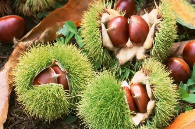 北京房山特产带回家必买清单,房山大山里的特产