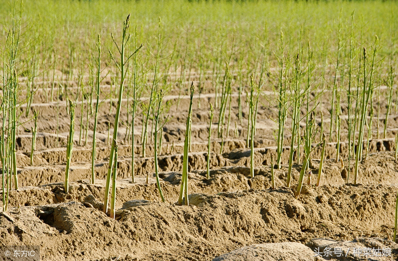 春季芦笋的培育管理技术,芦笋种植的全程管理
