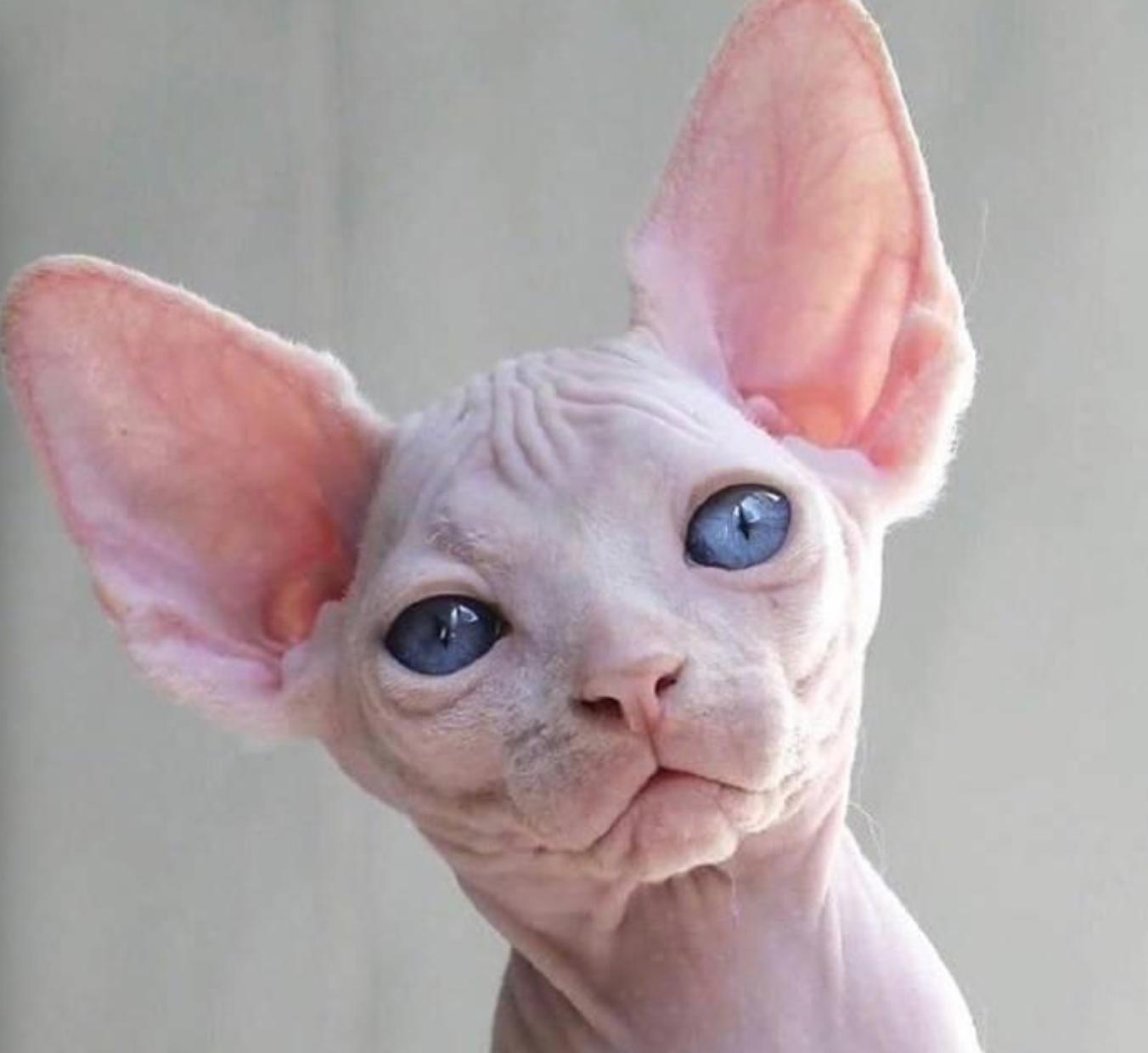 最受欢迎的十大英短猫,全世界最受欢迎的猫品种排名