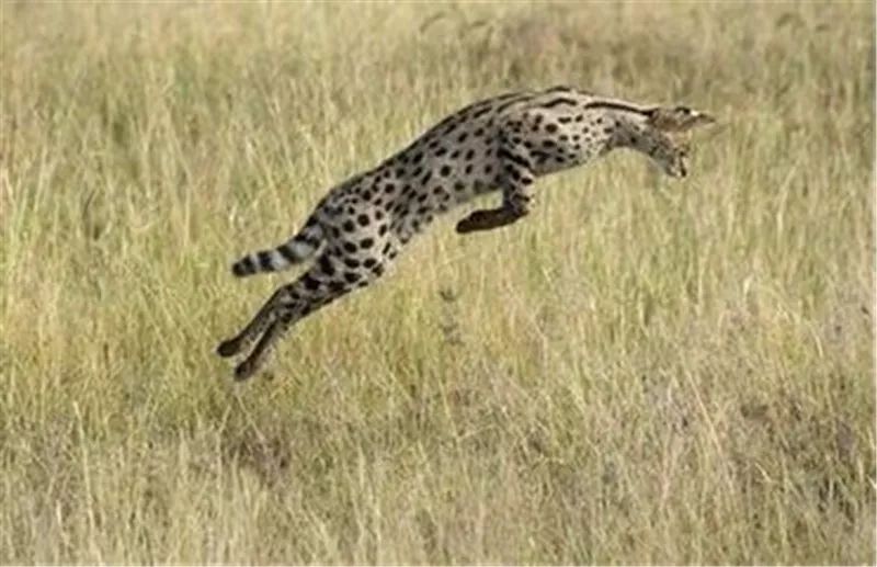 美丽是种错误，优雅是原罪，这句话在这种大猫身上印证