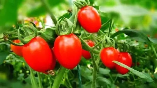 广州塔三八妇女节优惠,广州长隆欢乐世界三八妇女节