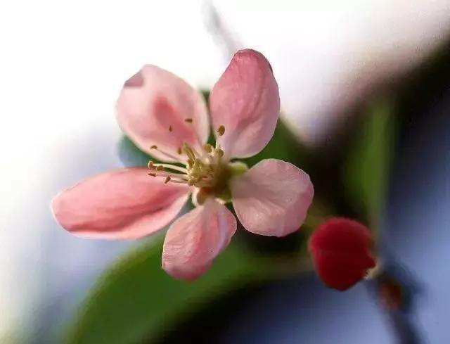 二十四节气惊蛰是哪一天,二十四节气惊蛰怎么画