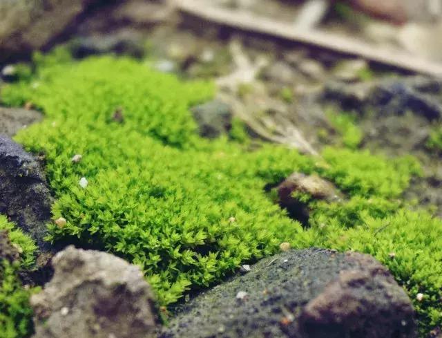 二十四节气惊蛰是哪一天,二十四节气惊蛰怎么画