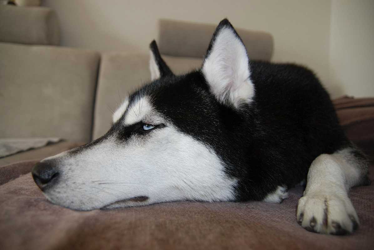 宠物狗拆家小能手是什么狗,盘点狗拆家能手