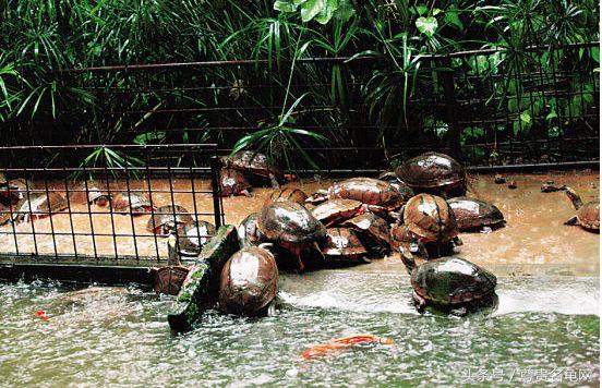 惊蛰乌龟会醒吗,乌龟惊蛰后能倒水吗