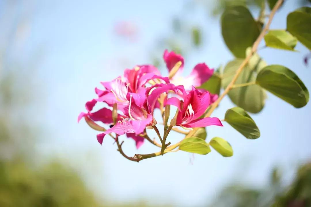 唯美淡雅诗词分享,最美暖心的诗词