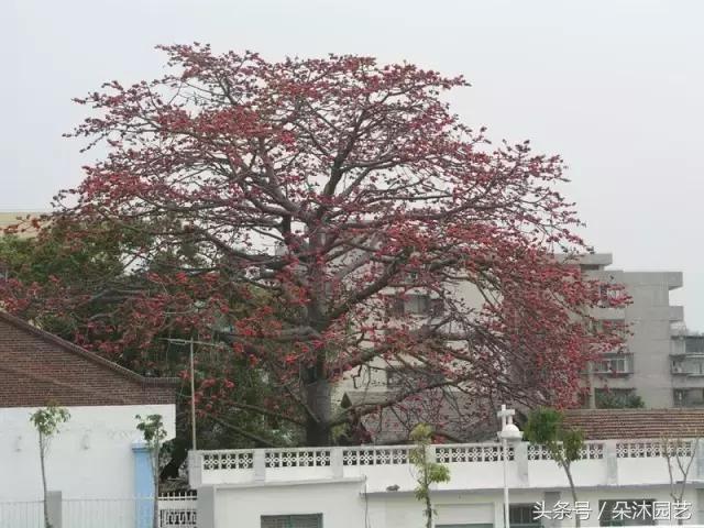 院子里的树有风水么,院子里长哪些树风水好一点