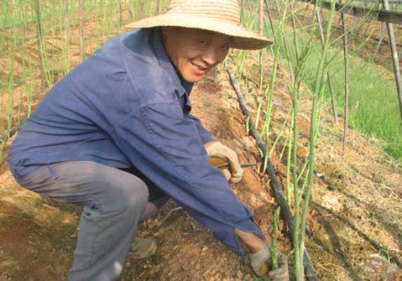 芦笋种植的方法和条件,芦笋种植技术方法与时间
