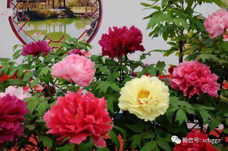 广州塔三八妇女节优惠,广州长隆欢乐世界三八妇女节