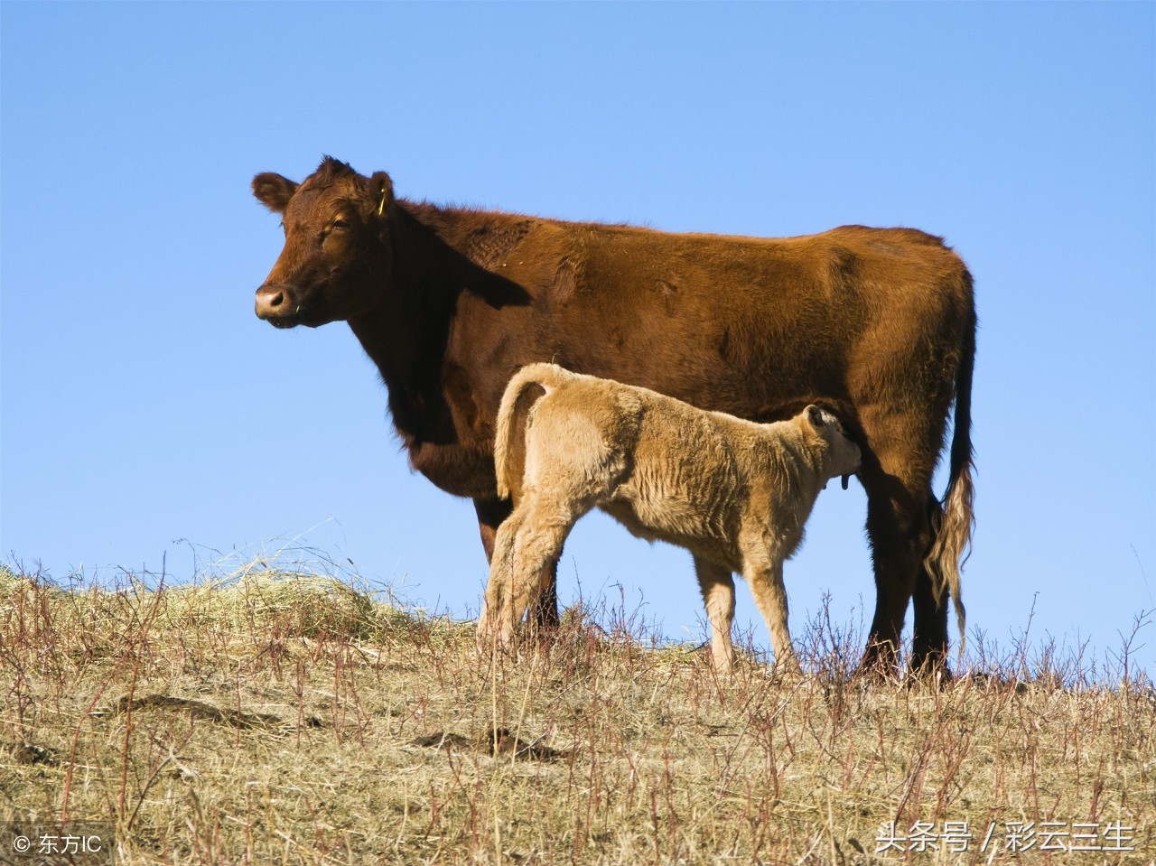 母牛为何屡配不孕，如何治疗母牛屡配不孕