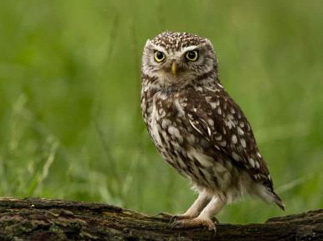 十二星座长大后最适合养什么宠物,星座百科十二星座最适合养的宠物