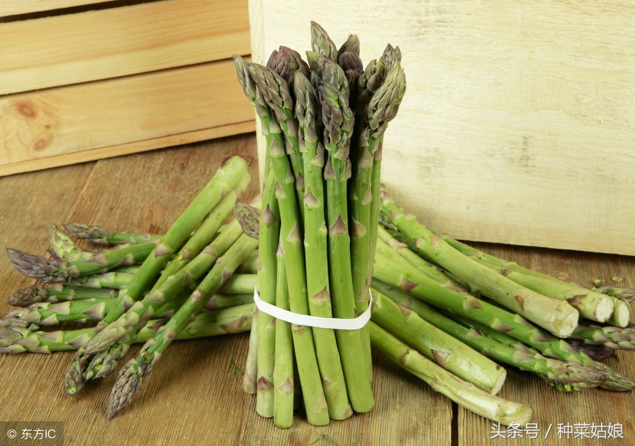 春季芦笋的培育管理技术,芦笋种植的全程管理