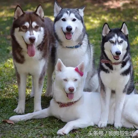 哈士奇西伯利亚俄罗斯,哈士奇西伯利亚雪橇犬