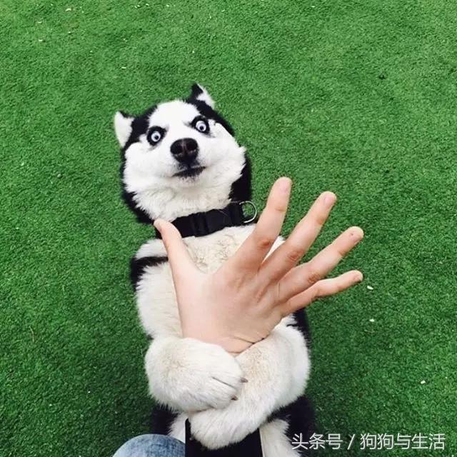 哈士奇西伯利亚俄罗斯,哈士奇西伯利亚雪橇犬
