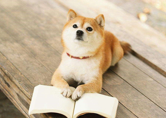 十二星座长大后最适合养什么宠物,星座百科十二星座最适合养的宠物