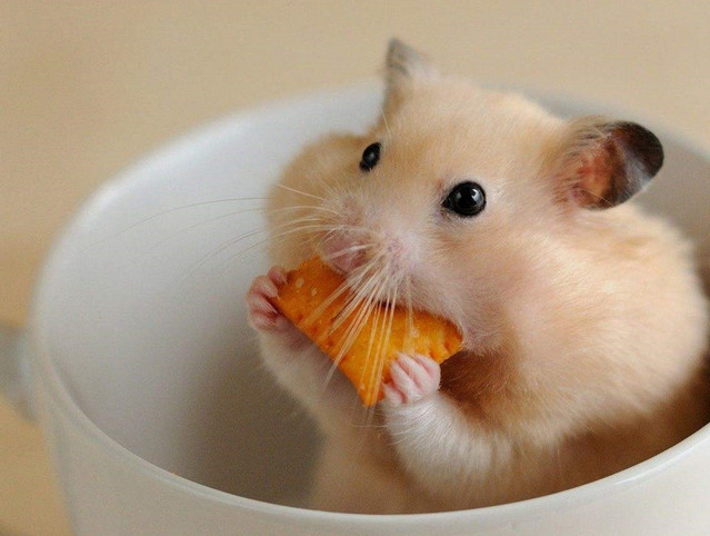 十二星座长大后最适合养什么宠物,星座百科十二星座最适合养的宠物