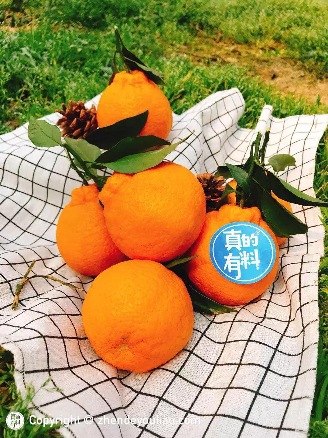 买过的丑柑,正宗的丑柑