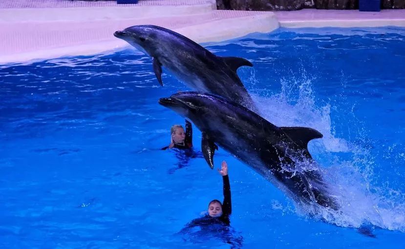 广州塔三八妇女节优惠,广州长隆欢乐世界三八妇女节