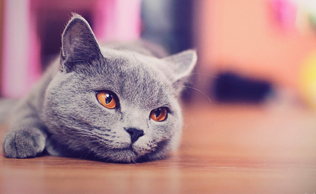 十二星座长大后最适合养什么宠物,星座百科十二星座最适合养的宠物