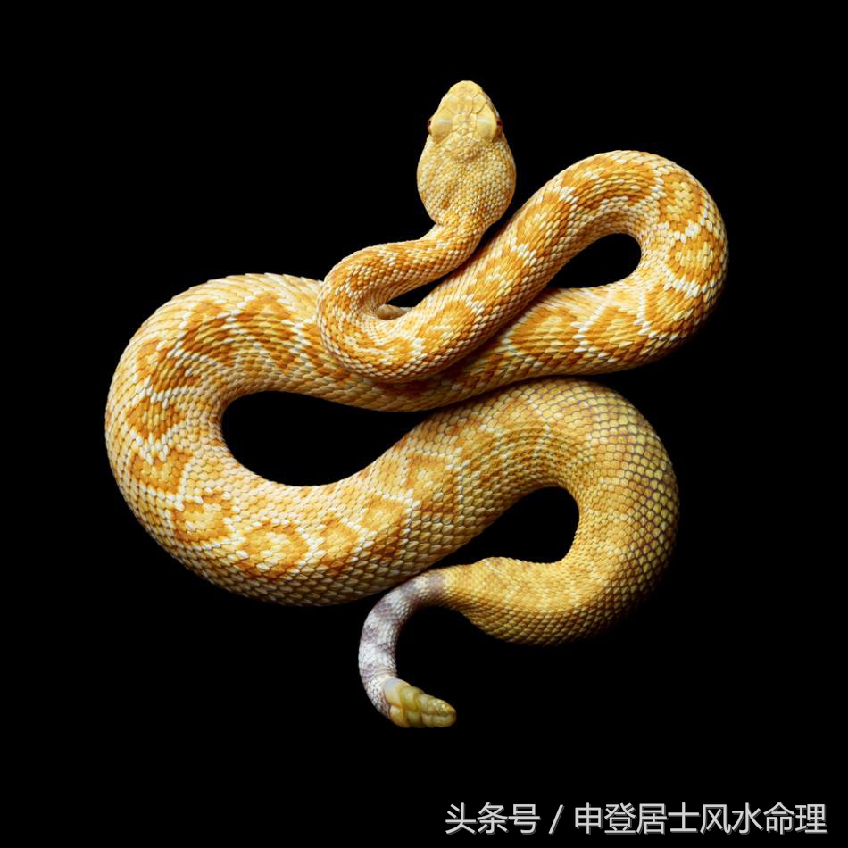 属蛇与属猴合不合,属鼠属蛇属猴能一起合作吗